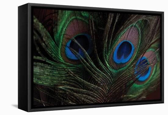 Peacock Feathers 1-Erin Berzel-Framed Stretched Canvas