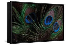 Peacock Feathers 1-Erin Berzel-Framed Stretched Canvas