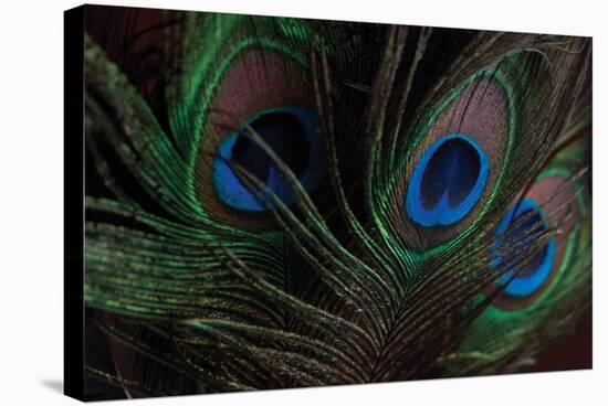 Peacock Feathers 1-Erin Berzel-Stretched Canvas