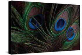 Peacock Feathers 1-Erin Berzel-Stretched Canvas