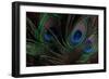 Peacock Feathers 1-Erin Berzel-Framed Photographic Print