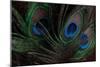 Peacock Feathers 1-Erin Berzel-Mounted Photographic Print