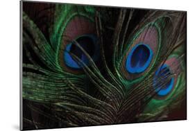 Peacock Feathers 1-Erin Berzel-Mounted Photographic Print