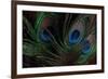 Peacock Feathers 1-Erin Berzel-Framed Photographic Print