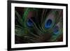 Peacock Feathers 1-Erin Berzel-Framed Photographic Print