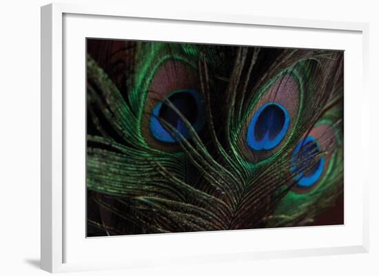 Peacock Feathers 1-Erin Berzel-Framed Photographic Print