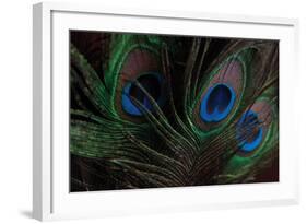 Peacock Feathers 1-Erin Berzel-Framed Photographic Print