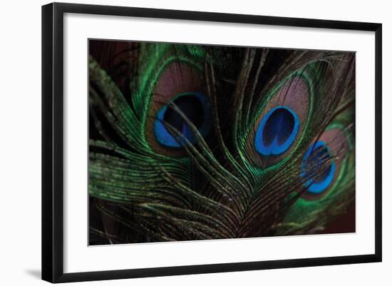 Peacock Feathers 1-Erin Berzel-Framed Photographic Print