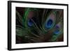 Peacock Feathers 1-Erin Berzel-Framed Photographic Print