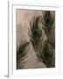 Peacock Feathers I-Natasha Wescoat-Framed Giclee Print