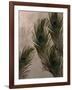 Peacock Feathers I-Natasha Wescoat-Framed Giclee Print