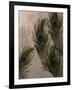 Peacock Feathers I-Natasha Wescoat-Framed Giclee Print