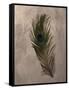 Peacock Feathers II-Natasha Wescoat-Framed Stretched Canvas