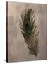 Peacock Feathers II-Natasha Wescoat-Stretched Canvas