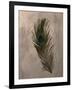 Peacock Feathers II-Natasha Wescoat-Framed Giclee Print