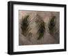 Peacock Feathers III-Natasha Wescoat-Framed Giclee Print