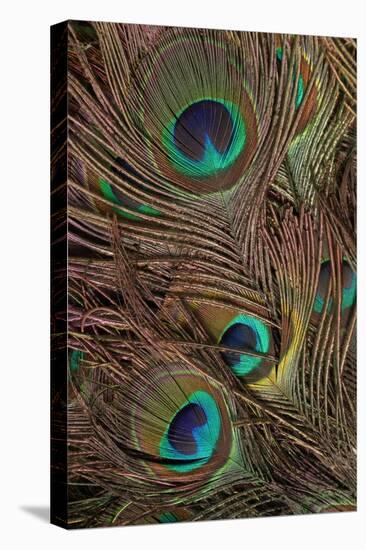 Peacock Feathers IV-Vision Studio-Stretched Canvas