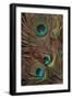 Peacock Feathers IV-Vision Studio-Framed Art Print