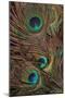 Peacock Feathers IV-Vision Studio-Mounted Art Print