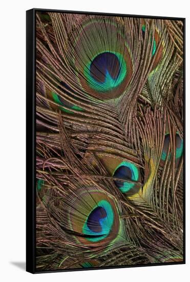 Peacock Feathers IV-Vision Studio-Framed Stretched Canvas