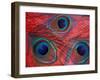 Peacock Feathers Pattern, Washington, USA-Jamie & Judy Wild-Framed Premium Photographic Print