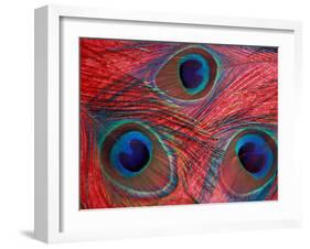 Peacock Feathers Pattern, Washington, USA-Jamie & Judy Wild-Framed Premium Photographic Print