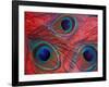 Peacock Feathers Pattern, Washington, USA-Jamie & Judy Wild-Framed Photographic Print