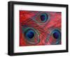 Peacock Feathers Pattern, Washington, USA-Jamie & Judy Wild-Framed Photographic Print