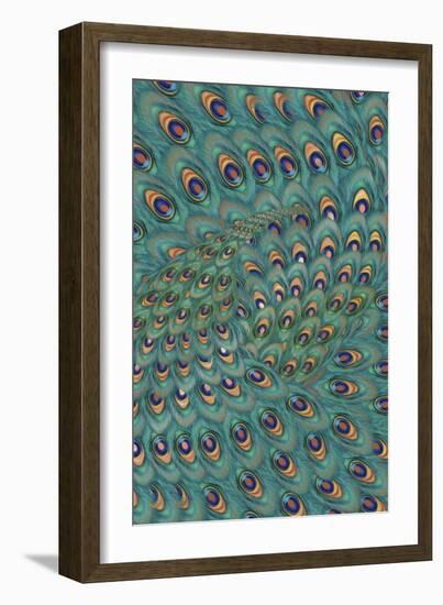 Peacock Feathers-FS Studio-Framed Giclee Print