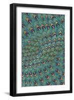 Peacock Feathers-FS Studio-Framed Giclee Print