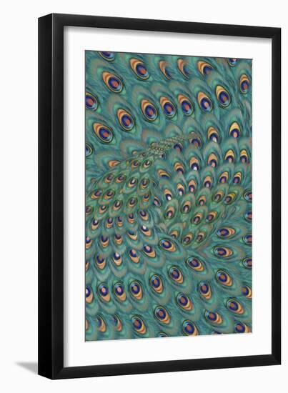 Peacock Feathers-FS Studio-Framed Giclee Print