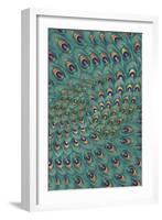 Peacock Feathers-FS Studio-Framed Giclee Print