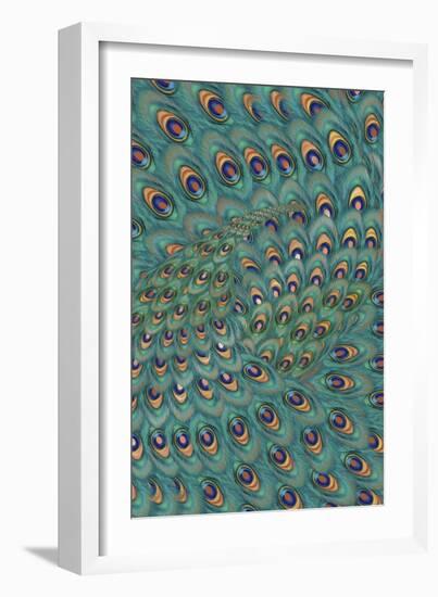 Peacock Feathers-FS Studio-Framed Giclee Print