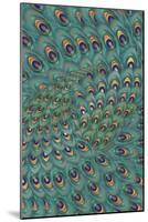 Peacock Feathers-FS Studio-Mounted Giclee Print
