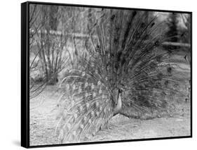 Peacock Flaring Tail Feathers-null-Framed Stretched Canvas