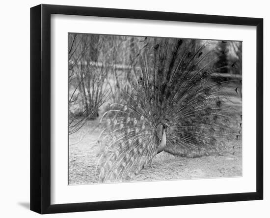 Peacock Flaring Tail Feathers-null-Framed Premium Photographic Print