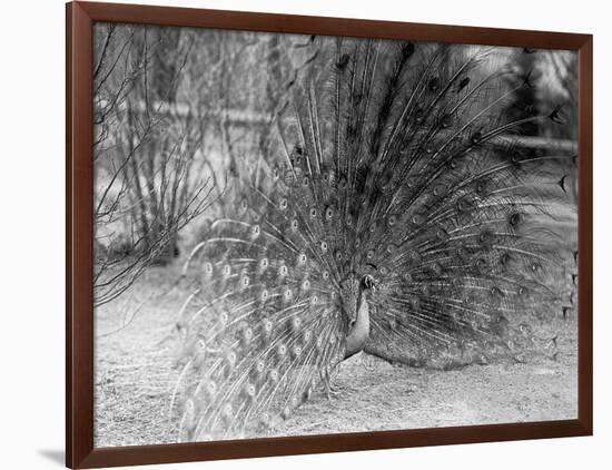 Peacock Flaring Tail Feathers-null-Framed Photographic Print