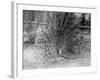 Peacock Flaring Tail Feathers-null-Framed Photographic Print