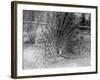 Peacock Flaring Tail Feathers-null-Framed Photographic Print