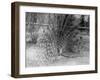 Peacock Flaring Tail Feathers-null-Framed Photographic Print