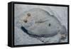 Peacock Flounder (Bothus Mancus)-Stephen Frink-Framed Stretched Canvas
