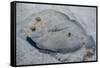Peacock Flounder (Bothus Mancus)-Stephen Frink-Framed Stretched Canvas