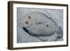 Peacock Flounder (Bothus Mancus)-Stephen Frink-Framed Photographic Print