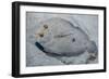 Peacock Flounder (Bothus Mancus)-Stephen Frink-Framed Photographic Print