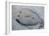 Peacock Flounder (Bothus Mancus)-Stephen Frink-Framed Photographic Print