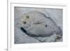 Peacock Flounder (Bothus Mancus)-Stephen Frink-Framed Photographic Print