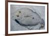 Peacock Flounder (Bothus Mancus)-Stephen Frink-Framed Photographic Print