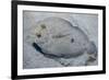 Peacock Flounder (Bothus Mancus)-Stephen Frink-Framed Photographic Print