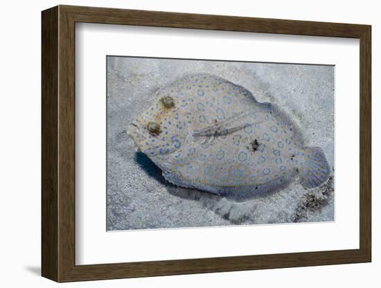 Peacock Flounder (Bothus Mancus)-Stephen Frink-Framed Photographic Print