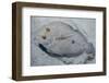 Peacock Flounder (Bothus Mancus)-Stephen Frink-Framed Photographic Print